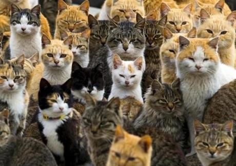  Cats crowd the harbor on Aoshima Island in the Ehime prefecture in southern Japan, Feb. 25. An army of cats rules the remote island in southern Japan, curling up in abandoned houses or strutting about in a fishing village that is overrun with felines outnumbering humans six to one. (Thomas Peter/Reuters)
