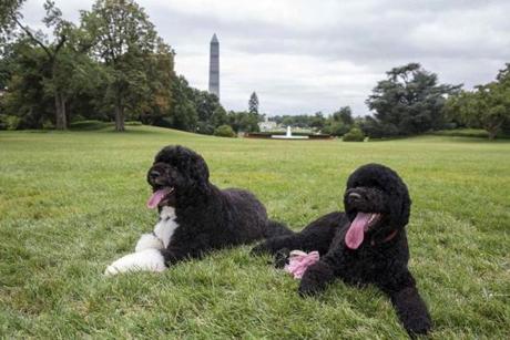 Bo (left) and Sunny, the Obama family?s dogs.
