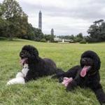Bo (left) and Sunny, the Obama family?s dogs.
