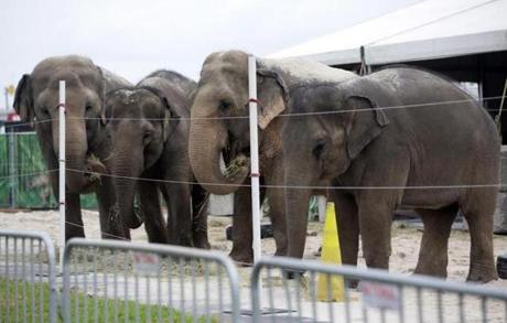 Elephants belonging to Ringling Bros. and Barnum & Bailey Circus  ate hay in their enclosure outside the American Airlines Arena in Miami on Friday.
