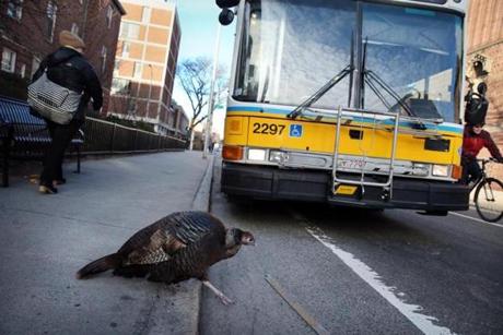 Cambridge, MA 01/12/2016 â?? A wild turkey steps in front of a bus stop on Mt Auburn St. in Cambridge , MA, on January 12, 2015. (Globe staff photo / Craig F. Walker) section: Lifestyle reporter: Arnett
