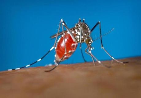 This 2003 photo provided by the Centers for Disease Control and Prevention shows an Aedes albopictus female mosquito feeding on a human blood meal. (James Gathany/Centers for Disease Control and Prevention via AP)
