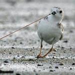Pairs of piping plovers have increased to 689 in Massachusetts. Protection efforts now target chicks.