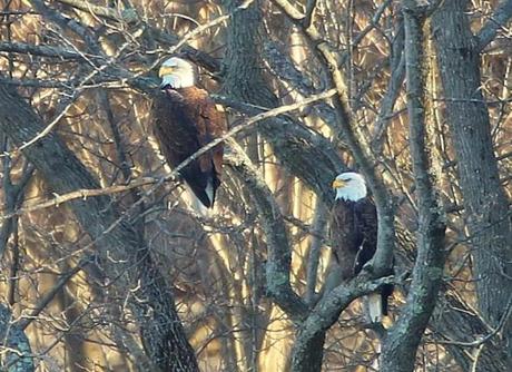 Two bald eagles sat in a tree along the Neponset River shoreline in Milton.
