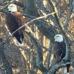 Two bald eagles sat in a tree along the Neponset River shoreline in Milton.