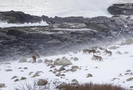 A pack of coyotes roams Eastern Point in Gloucester. More than 250 people attended an informational meeting earlier this month to ask questions about the animals.
