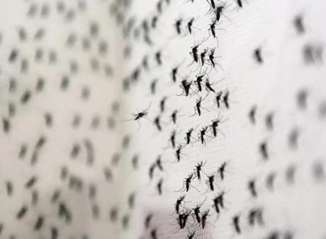 Aedes aegypti mosquitoes are seen inside Oxitec laboratory in Campinas, Brazil earlier this week.
