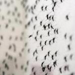 Aedes aegypti mosquitoes are seen inside Oxitec laboratory in Campinas, Brazil earlier this week.