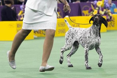 C.J., a German shorthaired pointer, appears at the show on Tuesday.
