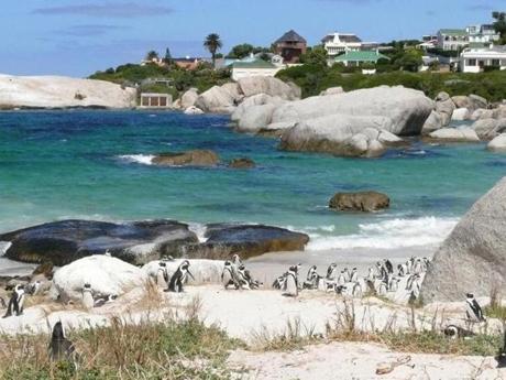 A colony of African penguins lounges on the sand at Boulders Beach.
