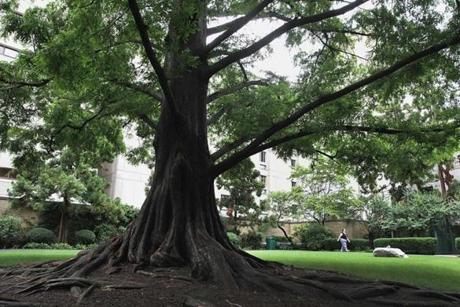 Boston, MA 072613 An old tree is a favorite at the Prouty Garden in Boston Children's Hospital, where plans are underway to construct a new building at the site, Friday, July 26 2013. (Staff Photo/Wendy Maeda) section: Metro slug: 26garden reporter: Nikita Lalwani
