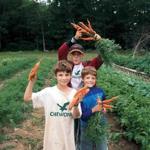 Counting carrots at Chewonki Camp for Boys in Wiscasset, Maine. 