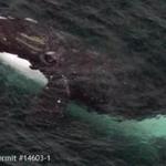 North Atlantic right whales are feeding and exploring in Cape Cod Bay.