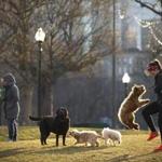 Jill Conway and her 6-month-old dog, Teddy, met with other dog owners for coffee and a puppy romp early Monday on the Boston Common.
