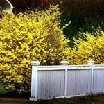 Properly prepared forsythia branches will bloom indoors ahead of schedule.