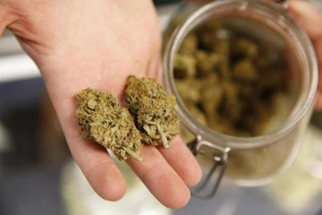 Budtender Trevor Hollis held a pair of marijuana buds for a customer at the Denver Kush Club in November in Denver, Colo.
