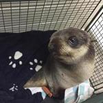 A young seal pup who made a wrong turn, ending up at a home in Fremont, Calif.