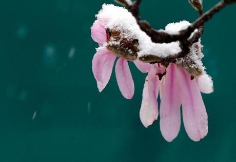 Somerville, MA - 4/4/2016 - Spring blooms wilted under the weight of freshly fallen snow in Somerville, MA April 4, 2016. Jessica Rinaldi/Globe Staff Topic: Reporter: 
