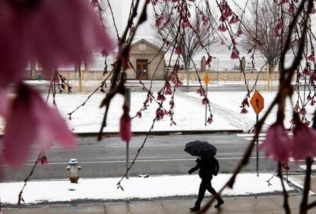 Blooming flowers were coated with snow on Monday in Cambridge. Snow was expected to move out of southeastern Massachusetts by early Tuesday.
