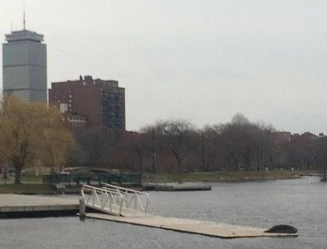 A seal was spotted lounging on a dock along the Charles River on Tuesday.
