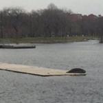 A seal was spotted lounging on a dock along the Charles River on Tuesday.