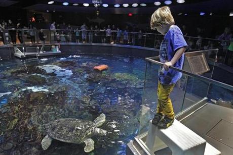 Six-year-old Jasper Rose of Watertown watched the sea turtles. 
