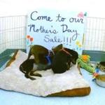 Moby, Louise, and Barb, three Doberman pinscher puppies, at play on the MSPCA?s live cam in Boston.