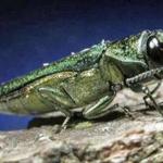 The Emerald ash borer is one of the non-native insects wreaking havoc in forests throughout the country. 