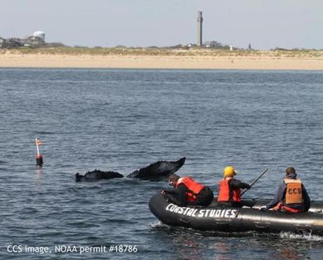 A young Humpback whale was entangled off the coast in Provincetown.
