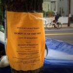 Somerville is set to take down 150 ash trees around the city.