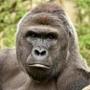 This undated photo shows the gorilla Harambe. 