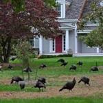 DUXBURY, MA - 10/27/2015: FRONT DOOR DELIVERY, wild turkeys enjoy the front lawn as a rest stop at this home on Harrison St in Duxbury. (David L Ryan/Globe Staff Photo) SECTION: METRO TOPIC stand alone photo
