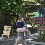 A visitor with a small child passes outside the shuttered Gorilla World exhibit at the Cincinnati Zoo & Botanical Garden, Sunday, May 29, 2016, in Cincinnati. On Saturday, a special zoo response team shot and killed Harambe, a 17-year-old gorilla, that grabbed and dragged a 4-year-old boy who fell into the gorilla exhibit moat. Authorities said the boy is expected to recover. He was taken to Cincinnati Children's Hospital Medical Center. (AP Photo/John Minchillo)