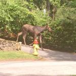 The moose became somewhat of an Internet sensation after showing up in Belmont and Watertown on Wednesday. 