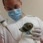 Jason Campbell tube feeding a baby raccoon at the New England Wildlife Center in Weymouth.