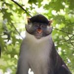 Dizzy, a Guenon monkey, escaped from his enclosure Tuesday at the Zoo in Forest Park. 