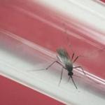 An Aedes aegypti mosquito is kept in a glass tube at the Fiocruz Institute, which has been screening for mosquitoes naturally infected with the Zika virus in Rio de Janeiro.
