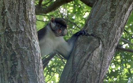 Dizzy, a Guenon monkey who escaped from his enclosure at the Zoo in Forest Park, is still on the loose.  
