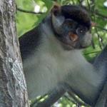 Dizzy, a Guenon monkey who escaped from his enclosure at the Zoo in Forest Park, is still on the loose.  