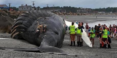06/28/16: Rye Beach, NH: A large humpback whale has washed ashore at the Rye Harbor State Park. The sight caused quite a scene, as curious people flocked to the scene. People from the new England Aquarium were on scene as well, measuring the carcass as well as taking photos and examining it. (Globe Staff Photo/Jim Davis) section:metro topic: 29whale 
