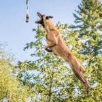 Beckett, a 4-year-old Belgian Malinois, competes in a Dockdogs competition