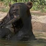 Smoky, a black bear at the Stone Zoo in Stoneham, cooled off in his pool during the hot summer months. 