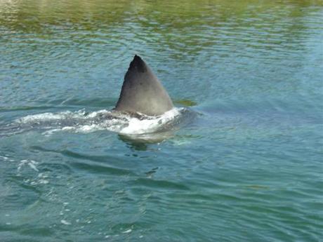 Great White shark near Falmouth, Mass on Naushon Island 9/24 -- Librar y Tag 09252004 Metro
