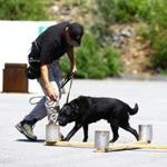 Sergeant Paul Horgan, Massachusetts State Police Bomb Squad, during training with Flynn, a bomb sniffing dog. The state police plan to build a memorial to k-9 dogs that have served the arson squad and the bomb squad, at The Massachusetts Firefighting Academy in Stow, July 21, 2016. Mark Lorenz for The Boston Globe