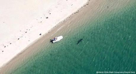 Researchers spotted the shark close to the family?s boat. 
