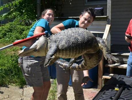 Representatives from the Forest Park Zoo handled a 6-foot-long, 150-pound alligator found in a backyard in West Springfield, Mass.
