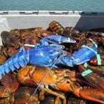 Nickerson pulled up this blue lobster while fishing off Plymouth. 