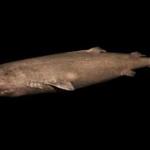 Scientists calculate that the Greenland shark is Earth?s oldest living animal with a backbone. 