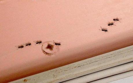 Boston, MA: 08-17-2016: Ants on a door frame in the Savin Hill neighborhood of Boston, Mass. August 17, 2016. Photo/John Blanding, Boston Globe staff story/Nestor Ramos, Metro ( 18ants )
