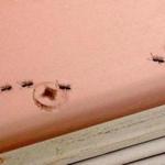 Boston, MA: 08-17-2016: Ants on a door frame in the Savin Hill neighborhood of Boston, Mass. August 17, 2016. Photo/John Blanding, Boston Globe staff story/Nestor Ramos, Metro ( 18ants )